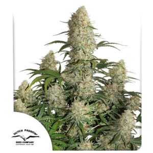 Auto critical orange punch