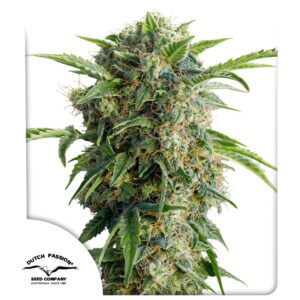 Auto daiquiri lime
