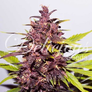 Dark purple auto 100% delicious