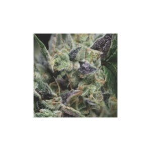 Auto Gorilla Granel