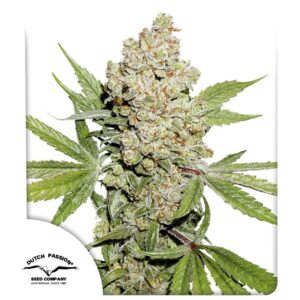 Auto lemon kix