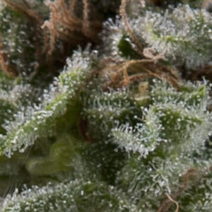 Auto lennon (5) 100% pyramid seeds
