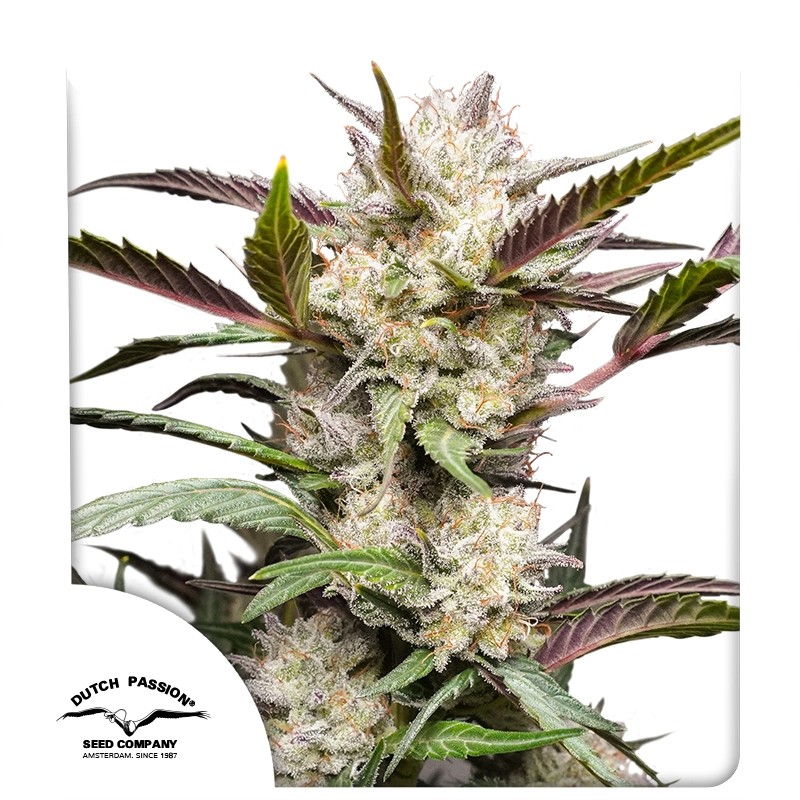 Auto mimosa punch