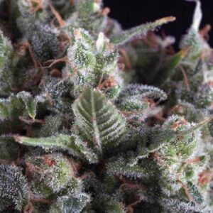 Auto olympia (1) 100% pyramid seeds