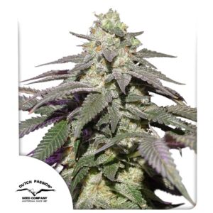 Auto skywalker haze