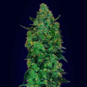 Skunk mass (10) auto advanced seeds