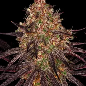 Ayahuasca purple 100% barney's farm seeds