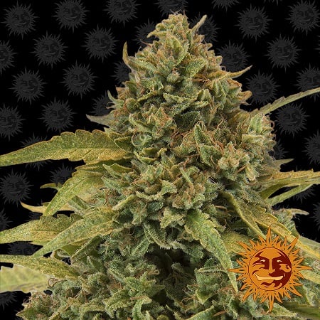 Bad azz kush (10) 100% barney's farm seeds