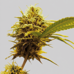 Banana Cookies Granel