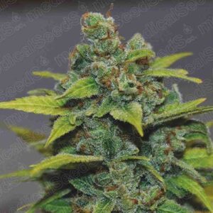 Banana zkittlez