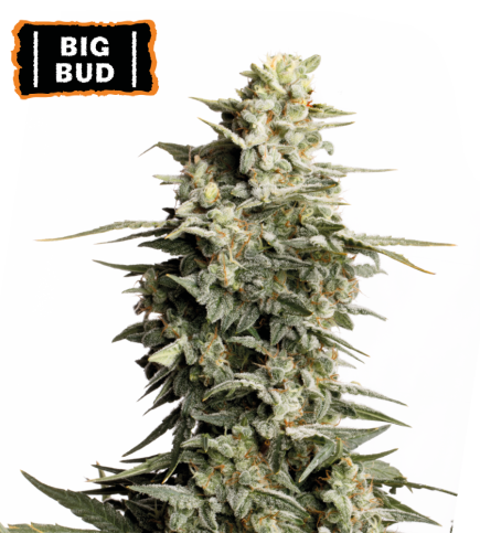 Big bud