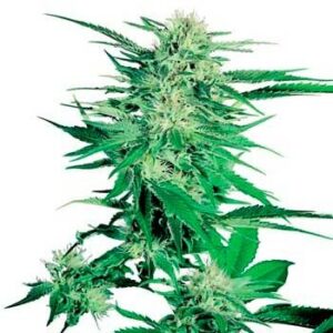 Big bud regular (10) sensi seeds