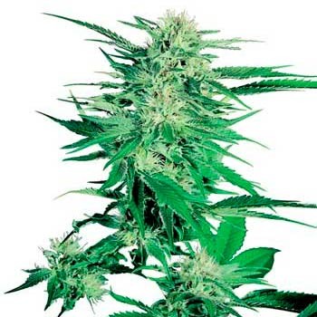 Big bud regular (10) sensi seeds