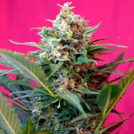 Big devil xl auto