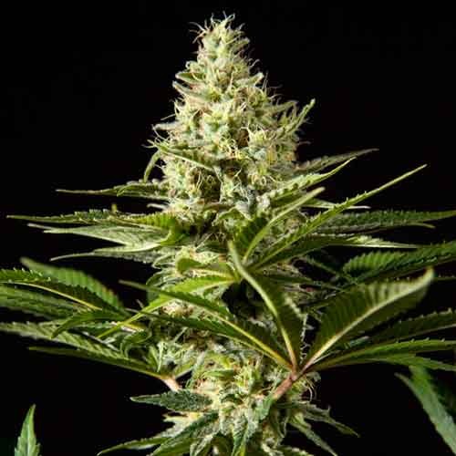 Black bomb (5) 100% philosopher seeds