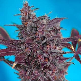 Black cream auto