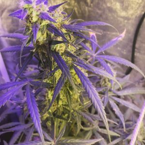 Auto Black Domina
