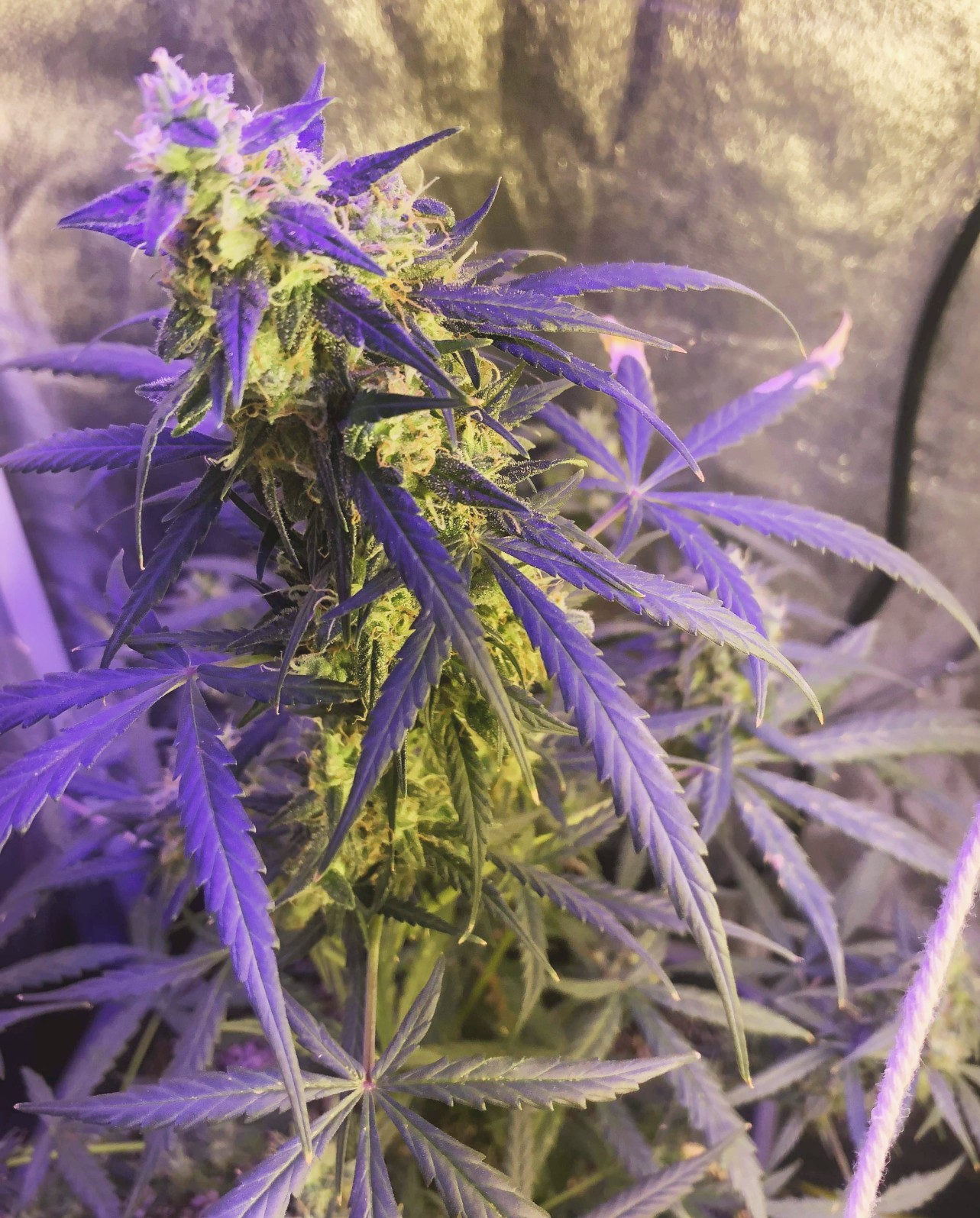 Auto Black Domina — semilla autofloreciente a granel