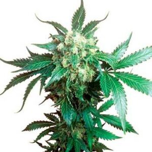 Black domina regular (10) sensi seeds