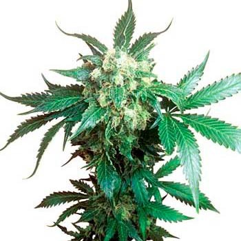 Black domina regular (10) sensi seeds