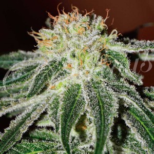 Black russian 100% delicious