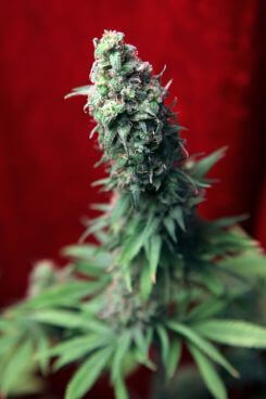 Blackdance (7) 100% reggae seeds
