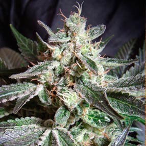 Black jack