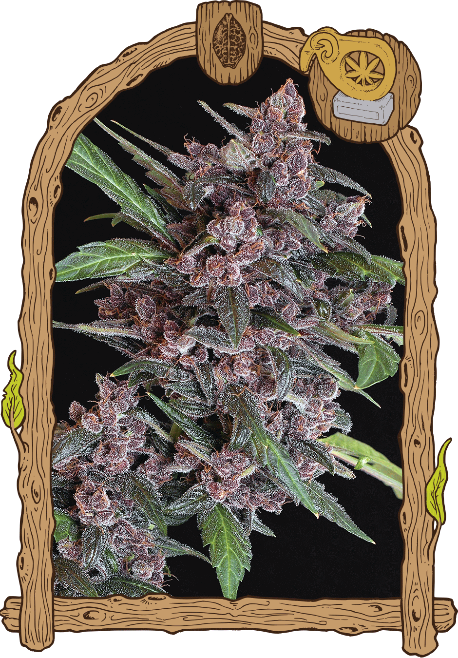 Black lemon auto (5) exotic seed