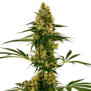 Blue bullet auto