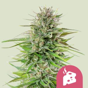 Blue cheese