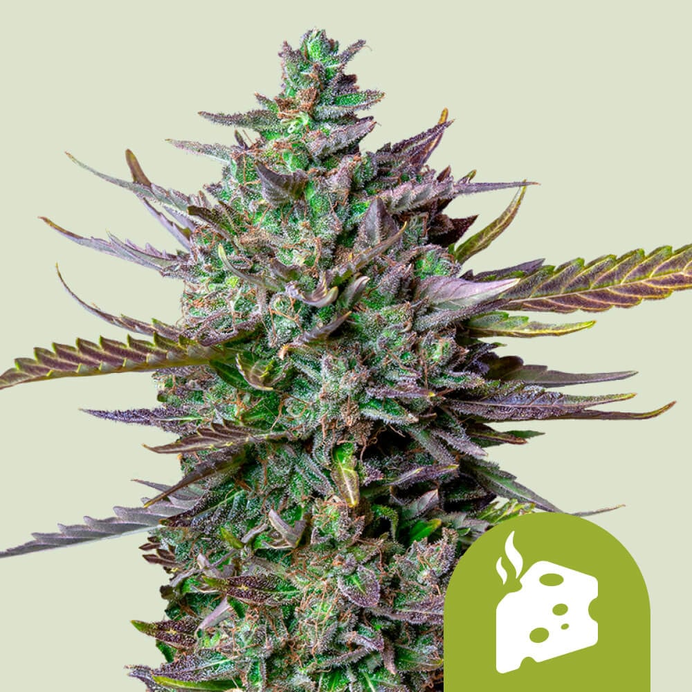 Blue cheese automatic (1) royal queen seeds