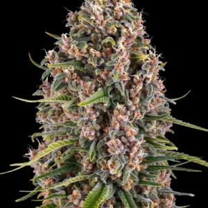 Blue cheese 100% barney´s farm seeds