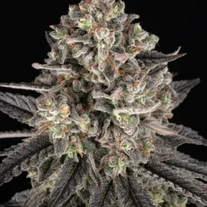 Blue dream barneys farm