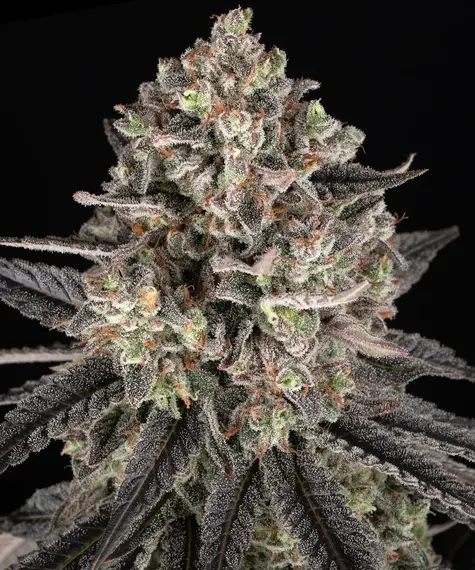 Blue dream barneys farm