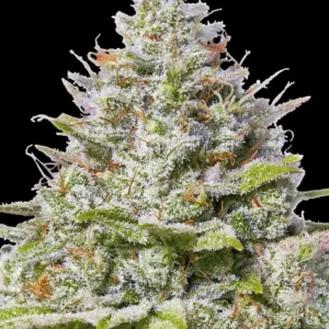 Blue gelato 41 barney´s farm seeds