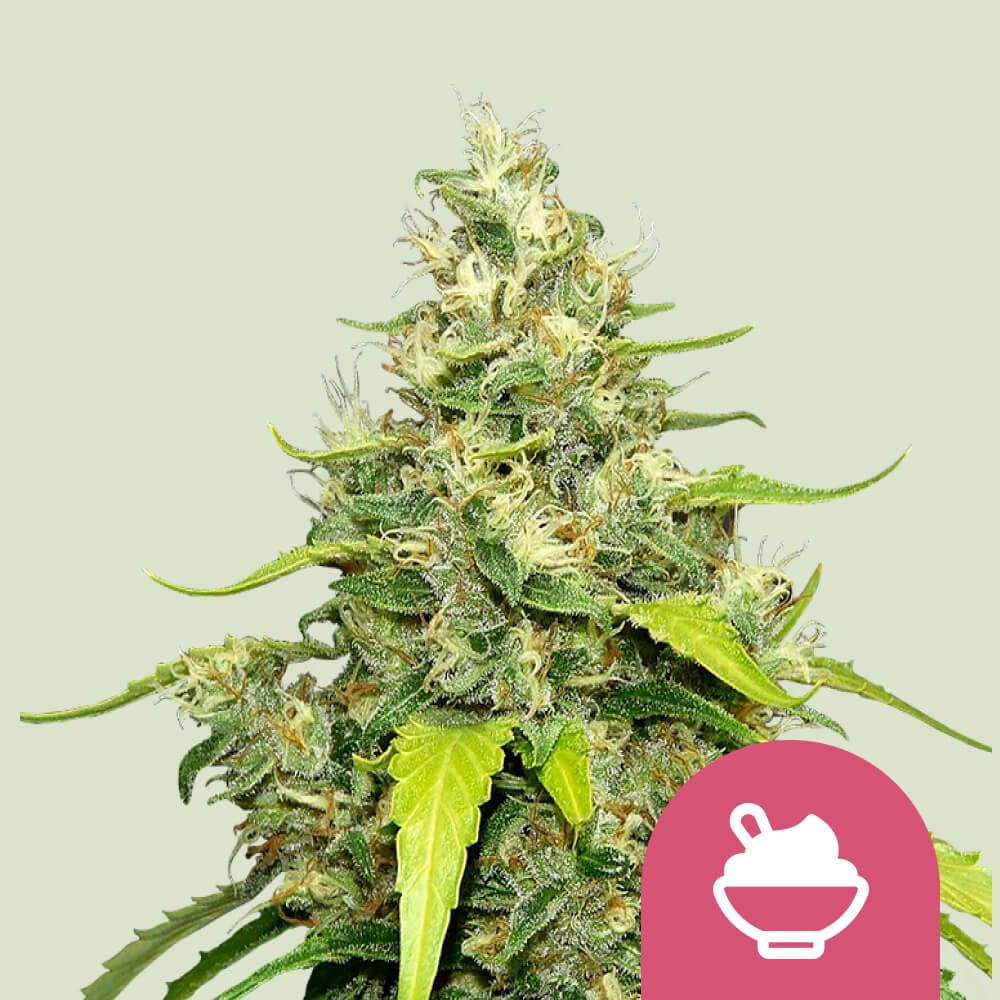 Blue gelato