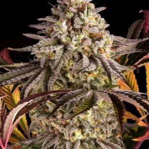 Blue sunset sherbert (5)100% barney's farm seeds