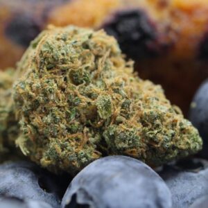 Blueberry Muffin · Flores H10
