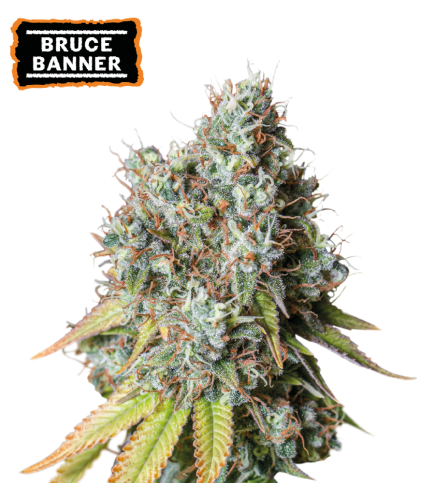 Bruce banner auto