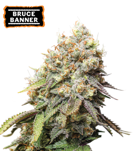 Bruce banner