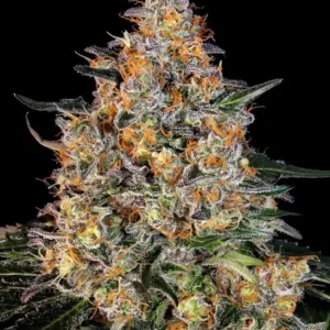 Bubba kush barney's farm seeds