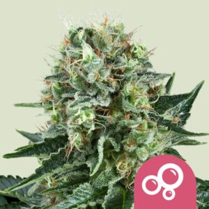 Bubble kush