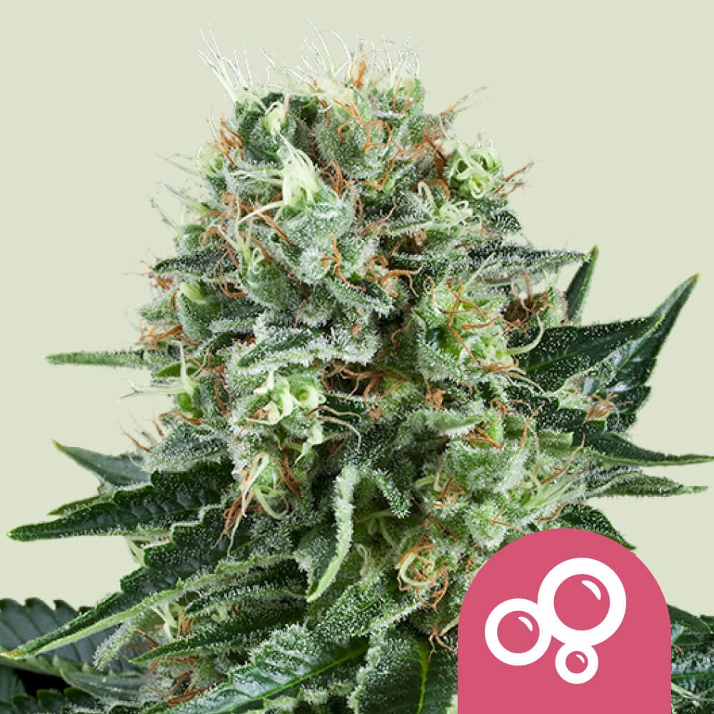Bubble kush