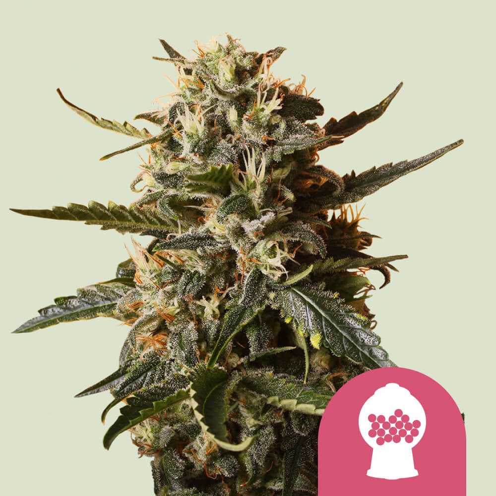 Bubble gum xl