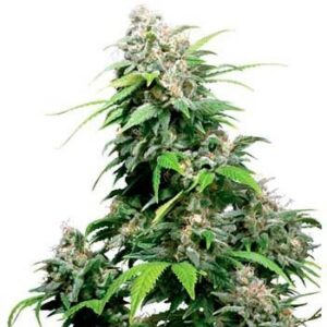 California indica regular (10) sensi seeds