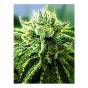 Canadian kush 2.0