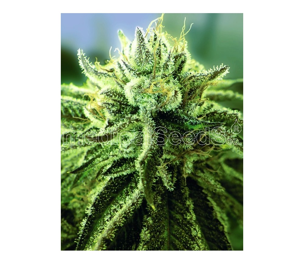Canadian kush 2.0