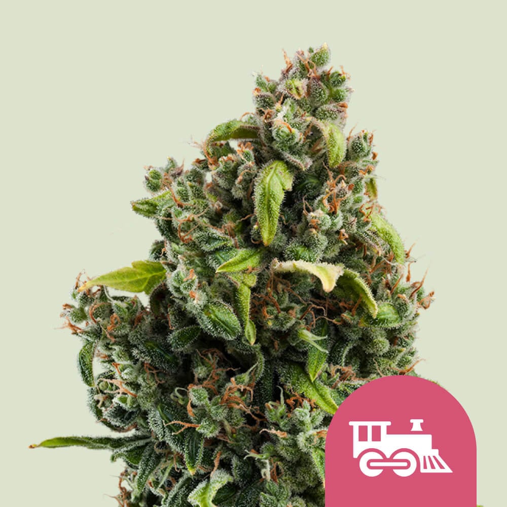 Candy kush espress fast flowering