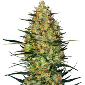 Caramellow kush auto