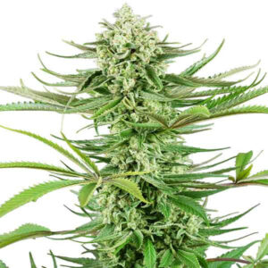 Cashew kush